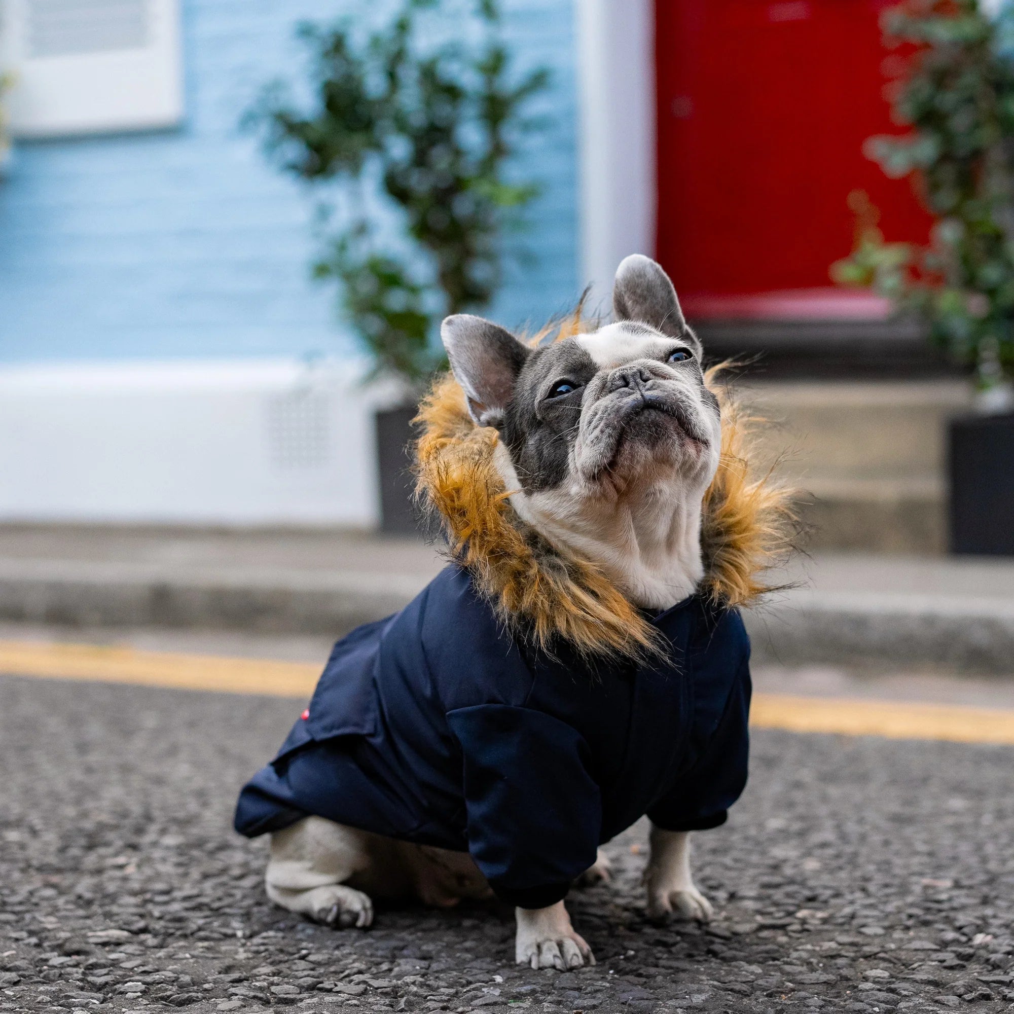 Ski Parka Dog Coat